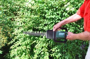 hedge-trimming-tooting